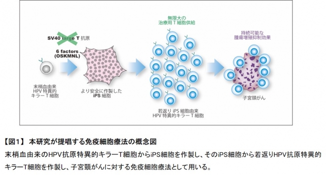 【図１】　本研究が提唱する免疫細胞療法の概念図