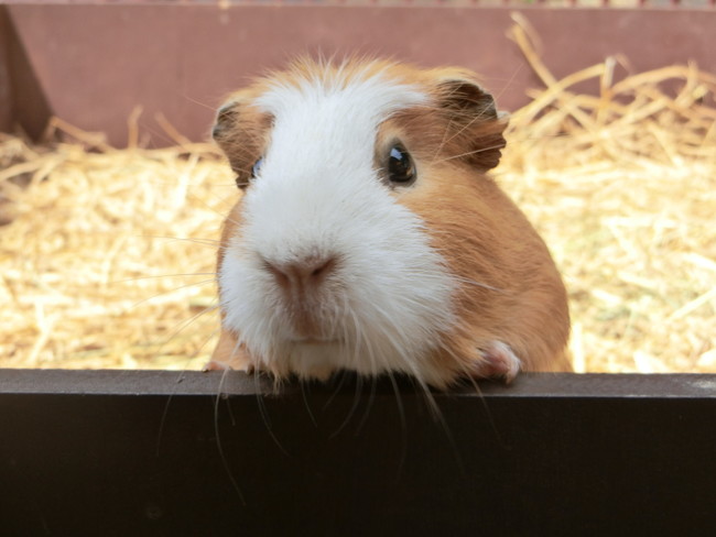 大牟田市動物園（開園80周年）