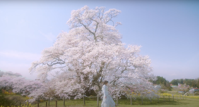 福島・塩ノ崎大桜