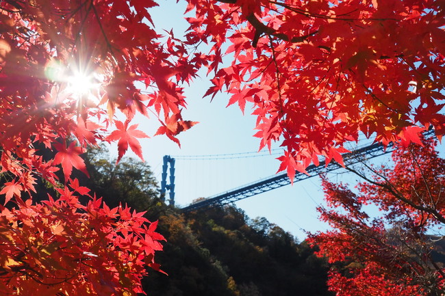竜神大吊橋と紅葉①